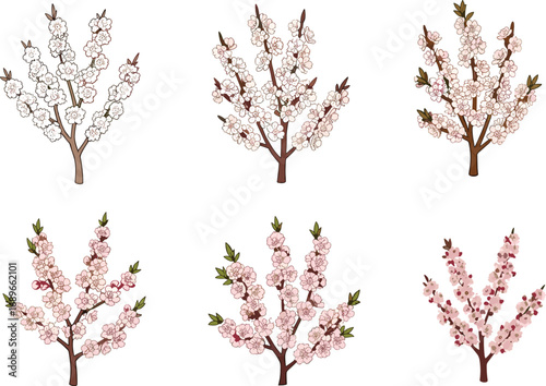 Illustration of blooming cherry blossom branches, spring flowers, nature art, floral design, botanical illustration, seasonal bloom, pink flowers, decorative branches.