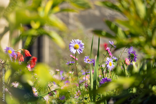 Beautiful flowers on late summer garden with blurred bokeh foreground