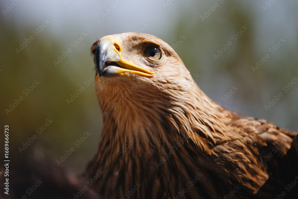 Fototapeta premium Close-up of Majestic Eagle Head