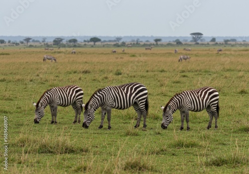 Herd of zebras grazing in the Serengeti with mountains in the background.