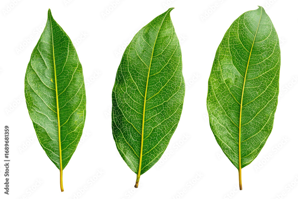 Obraz premium Three vibrant green leaves, close-up, isolated against black background. Leaf edges are slightly yellowed. Veins and texture are clearly visible. Natural light. Botanical illustration