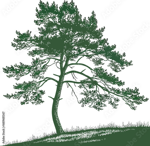 A single green tree with lush foliage and branches is isolated on a white background, embodying the natural growth of a summer forest