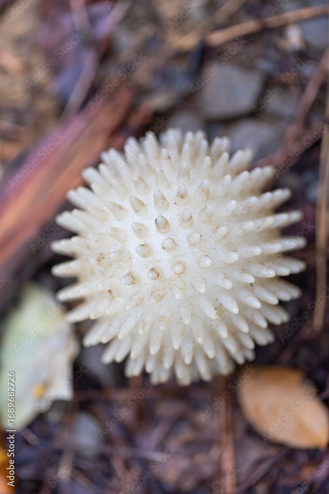 Fototapeta premium White spiky massage ball outdoors on ground