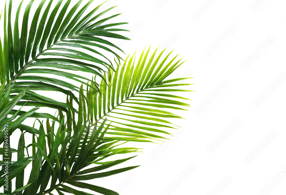 Obraz premium Close-up of vibrant green palm fronds, sharply focused, against a black background