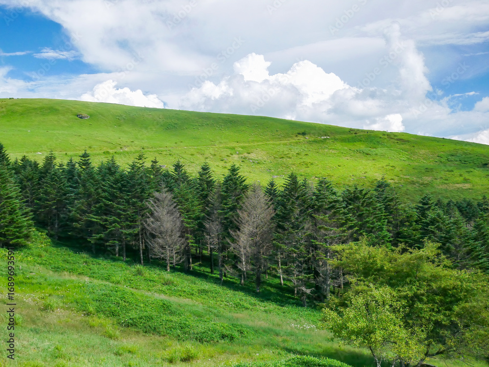 Obraz premium 夏の車山高原の景色