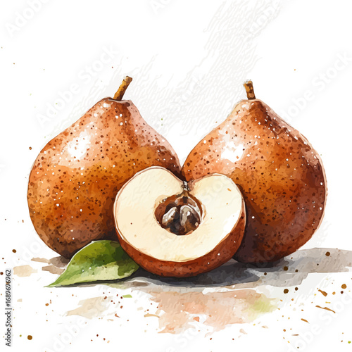 watercolor of Sapodilla, vector, isolated on a white background.