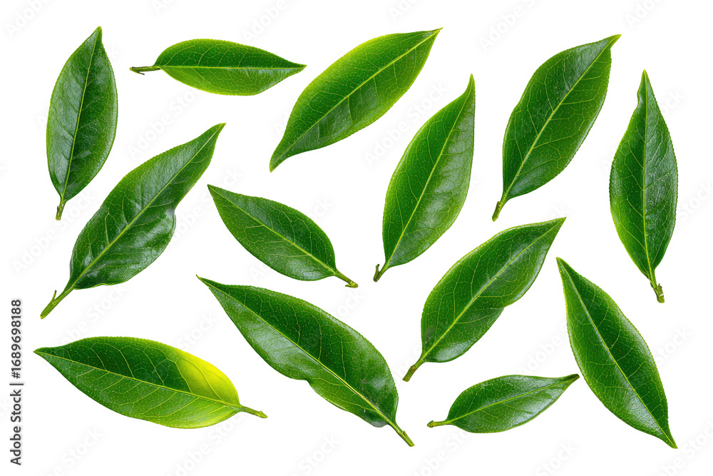 Naklejka premium A close-up view of many fresh, vibrant green leaves arranged in a loose, overlapping pattern against a black background. The leaves exhibit a slightly glossy texture and varying shades of green. 