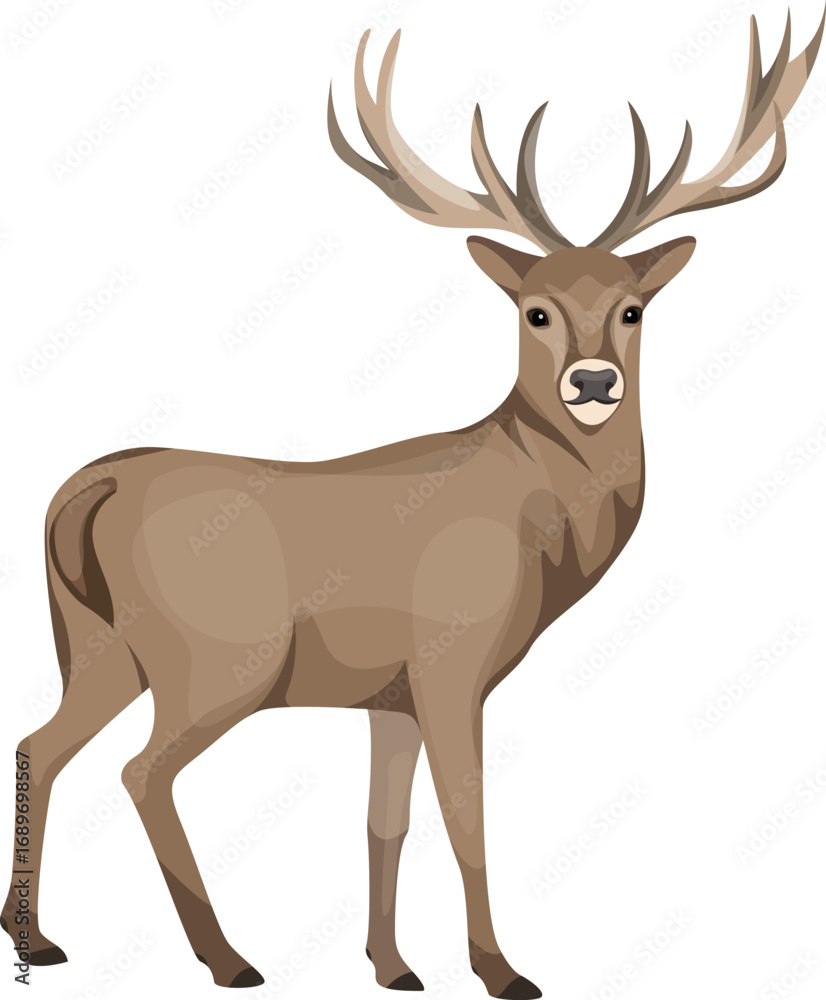 Fototapeta premium Wild life Animal Adorable Red Deer