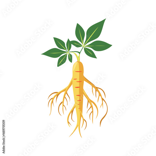Ginseng Root with Leaves Vector Illustration Herbal Medicine Ingredient Isolated