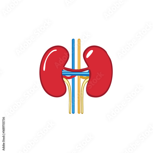 Human Kidney Anatomy Graphic Illustration for Medical Education and Research