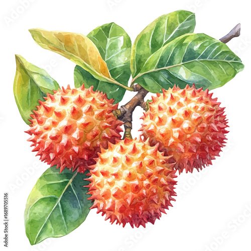 Rambutan, watercolor drawing vector, isolated on a white background.