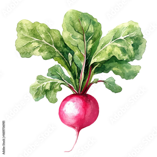 Radish, watercolor drawing vector, isolated on a white background.