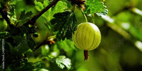 A juicy gooseberry dangles from a branch, surrounded by lush green leaves, inviting a refreshing bite.