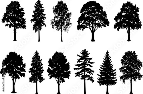 Tree silhouette vector. Isolated forest trees on white background
