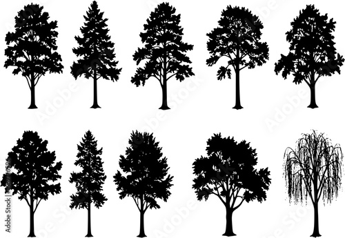 Tree silhouette vector. Isolated forest trees on white background
