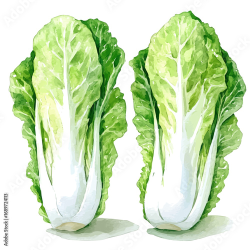 Napa Cabbage, watercolor drawing vector, isolated on a white background.