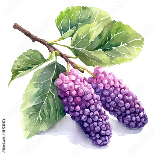 Mulberry, watercolor vector, isolated on a white background.