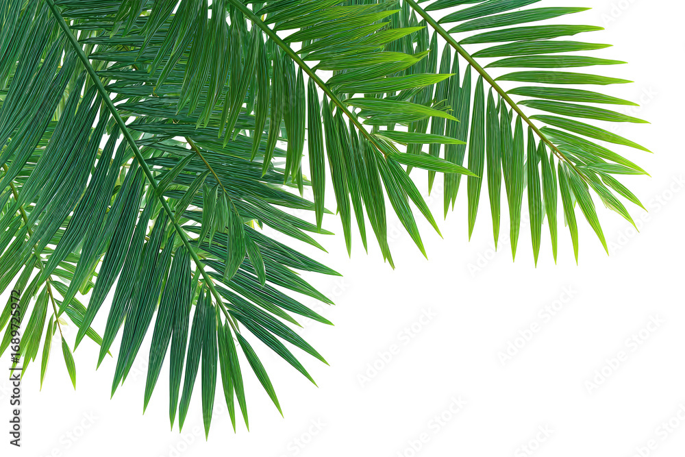 Fototapeta premium Close-up of vibrant green palm fronds
