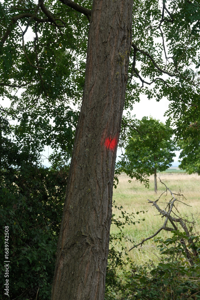 Fototapeta premium A tree with a red mark on it