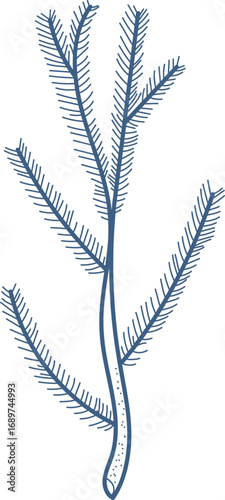Detailed Fern Leaf Sketch