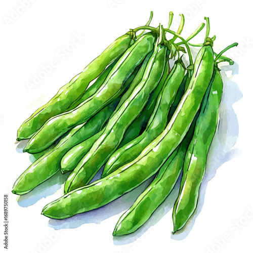 watercolor of Green Beans, vector, isolated on a white background.
