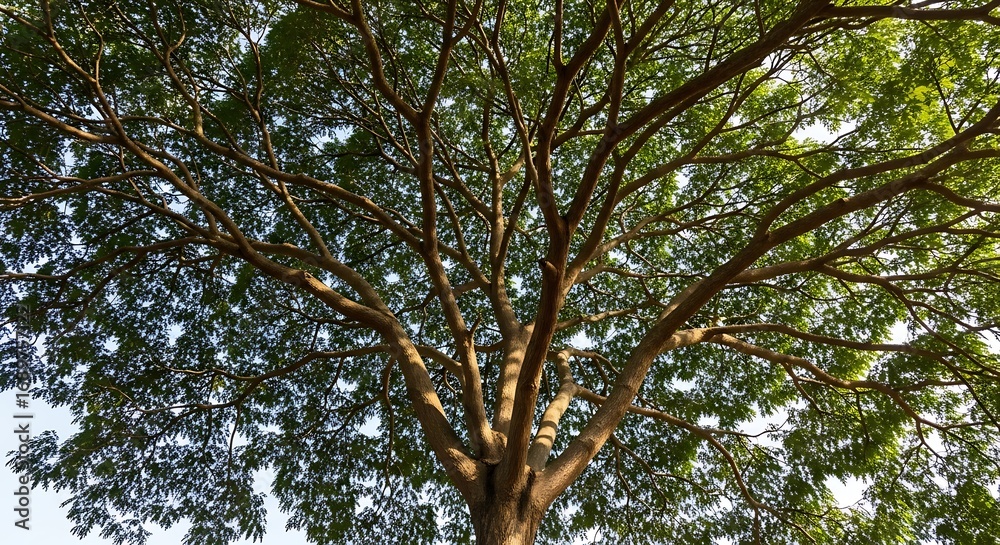 Obraz premium Tall Tree with Green Leaves Under Bright Sky in Natural Setting