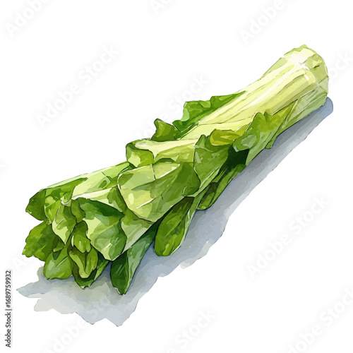 Endive, watercolor illustration vector, isolated on a white background.