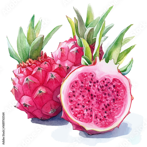 watercolor vector of Dragon Fruit, isolated on a white background.