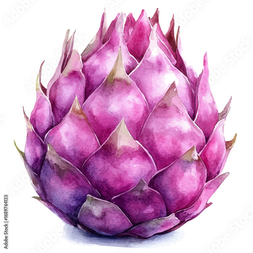 watercolor of Dragon Fruit, vector, isolated on a white background.