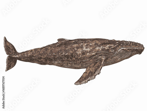 Illustration of a humpback whale swimming in the ocean, a majestic marine mammal known for its songs and spectacular breaches