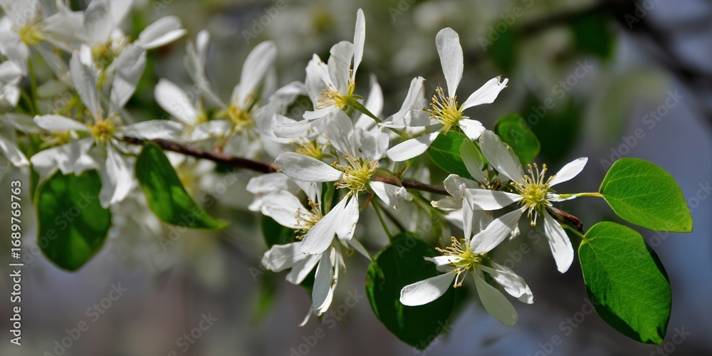 Fototapeta premium Delicate white blossoms in full bloom, a beautiful display of spring's arrival.