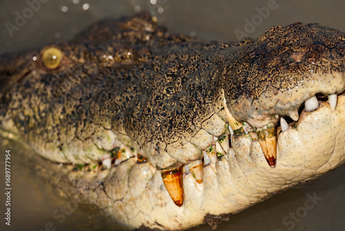 Saltwater Crocodile in Kakadu