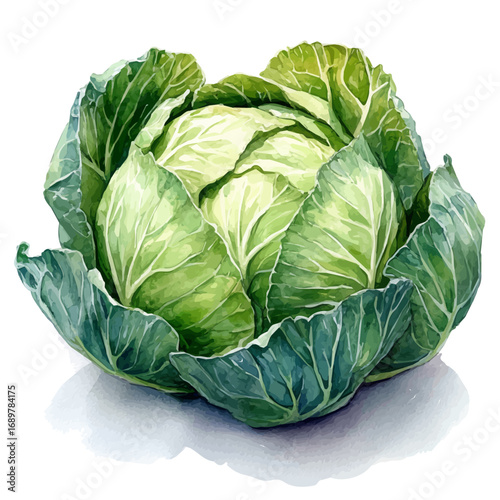 Cabbage, watercolor drawing vector, isolated on a white background.