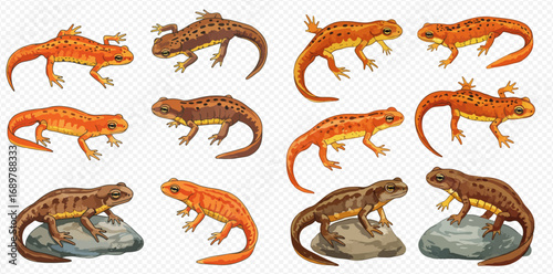 A collection of detailed illustrations featuring orange and brown newts in various poses, some resting on rocks.