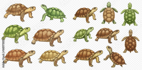 A collection of hand-drawn turtles and tortoises in various shades of brown and green, depicted from side and top-down perspectives on a transparent background.
