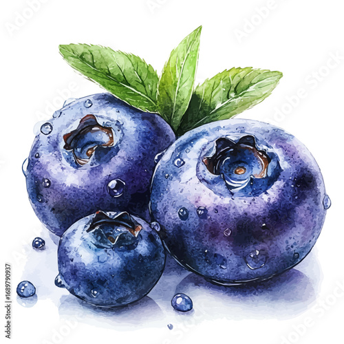 watercolor of Blueberry, vector, isolated on a white background.