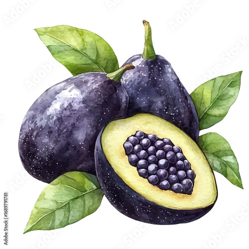 Black Sapote, watercolor drawing vector, isolated on a white background.