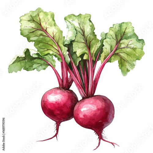 watercolor vector of Beetroot, isolated on a white background.