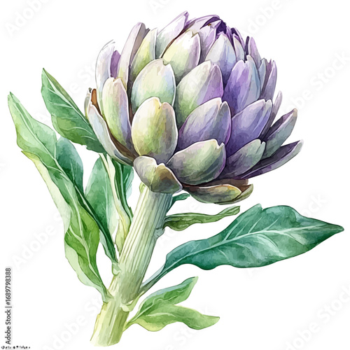 Artichoke, watercolor illustration vector, isolated on a white background.