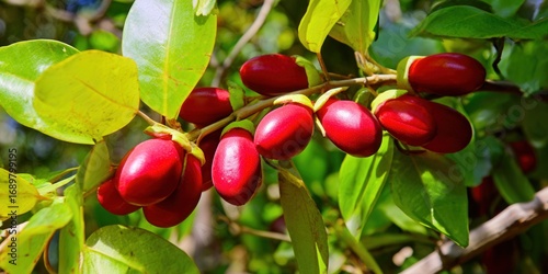 Close-up of miracle berries, a tropical fruit known for its unique properties.