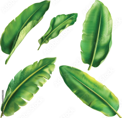 Five Green Banana Leaves on White Background banana leaf