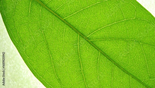Bright Green Leaf Venation Macro Photography