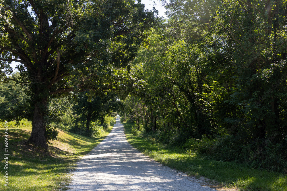 Fototapeta premium road in the woods
