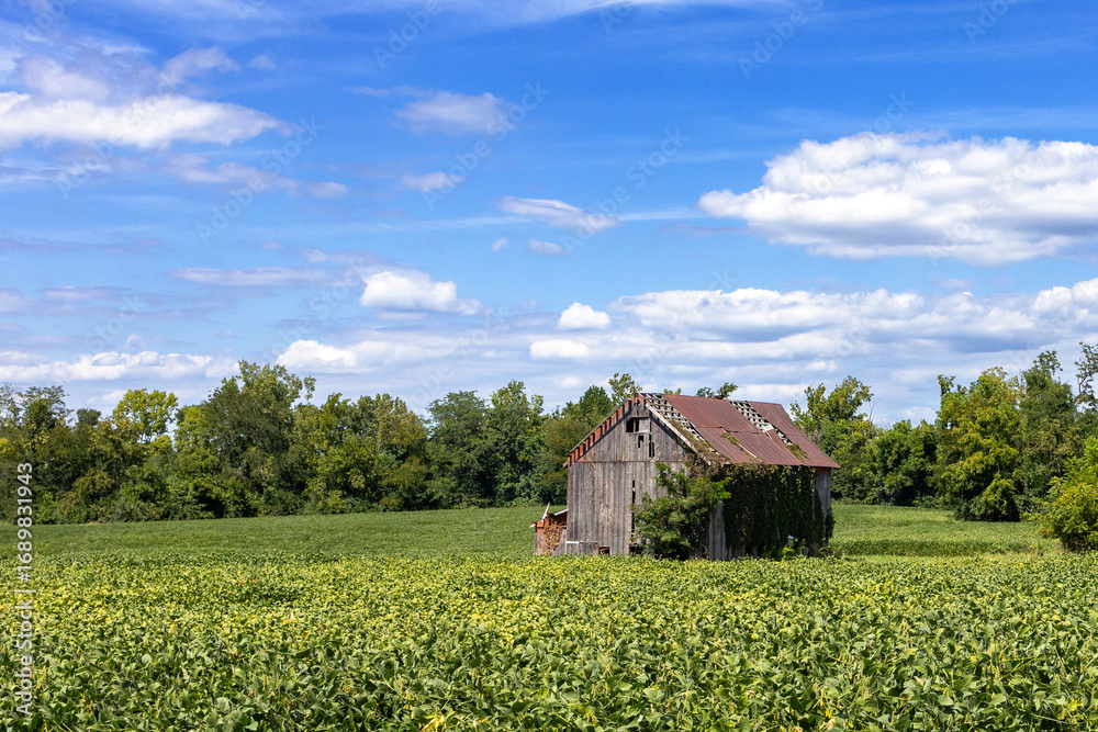 Obraz premium rural landscape with barn