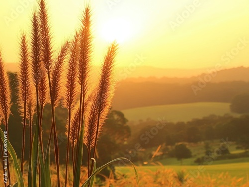 Sunset Over Golden Grasses with a Warm Glow in the Background Landscape and Nature Serenity