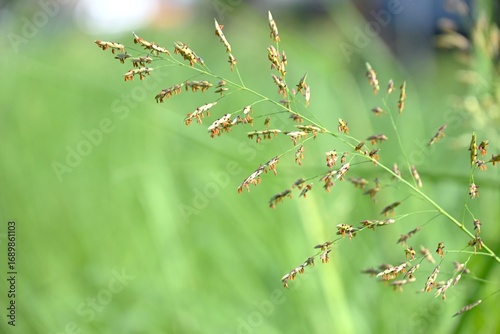 Wallpaper Mural Johnson grass (Sorghum halepense) is a poaceae weed that grows along riverbanks and roadsides. It produces spikelets in panicles from summer to autumn. Torontodigital.ca