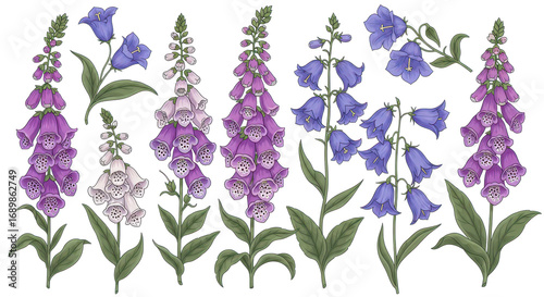 Detailed illustrations of foxgloves and bluebells on a white background showcasing botanical beauty
