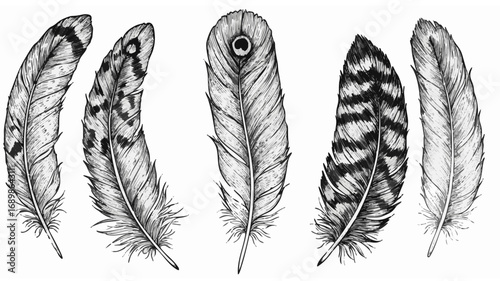 Exquisite detailed line art collection of diverse bird feathers, offering natural elegance and artistic flair