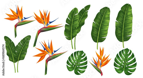 Collection of realistic tropical bird of paradise flowers and exotic monstera and banana palm leaves set