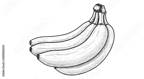 Detailed line art of a bunch of bananas against a blank white backdrop